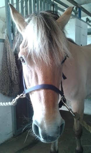 Anden særlig race Ronja Mussen billede 14