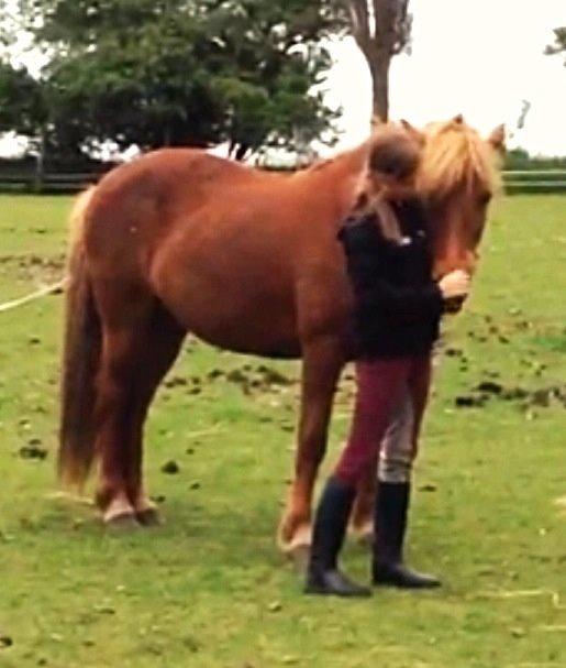 Islænder Vaka [tidl. Part] billede 5