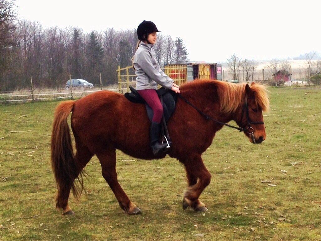 Islænder Vaka [tidl. Part] billede 6