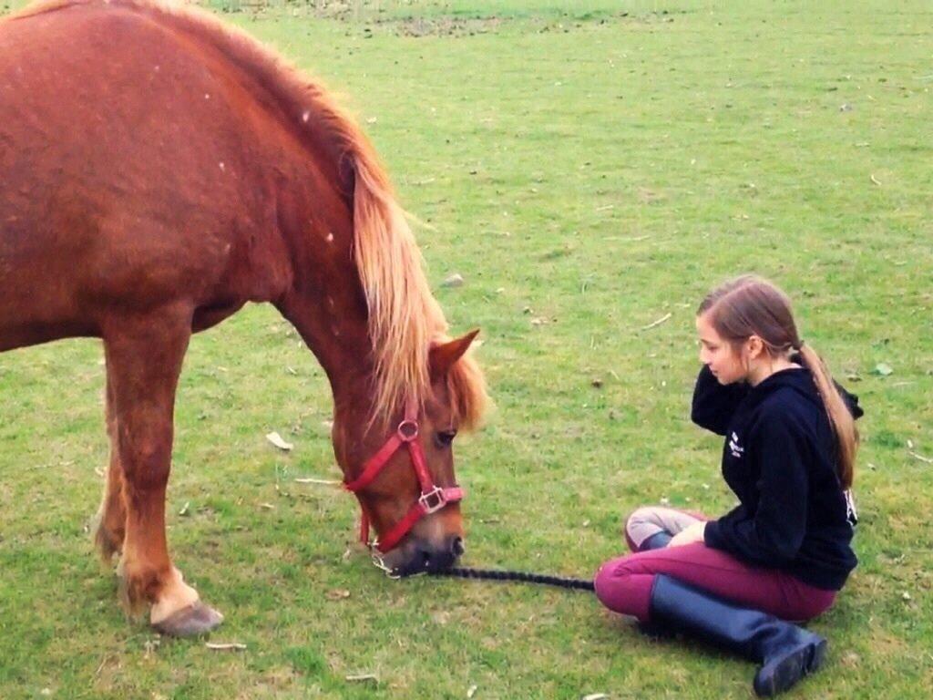 Islænder Vaka [tidl. Part] billede 8