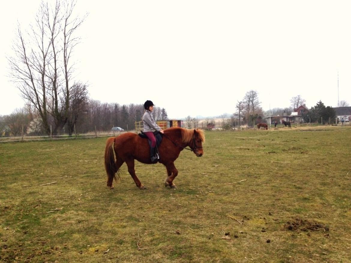 Islænder Vaka [tidl. Part] billede 9