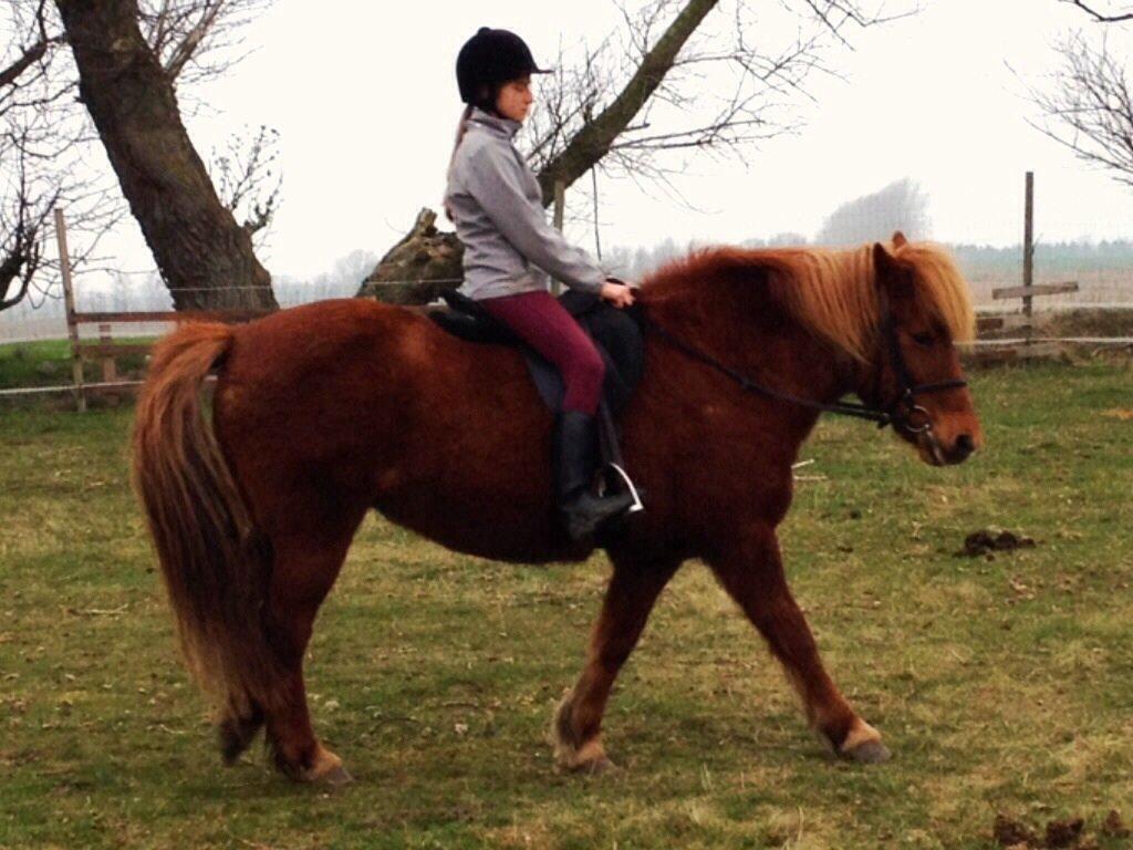 Islænder Vaka [tidl. Part] billede 10