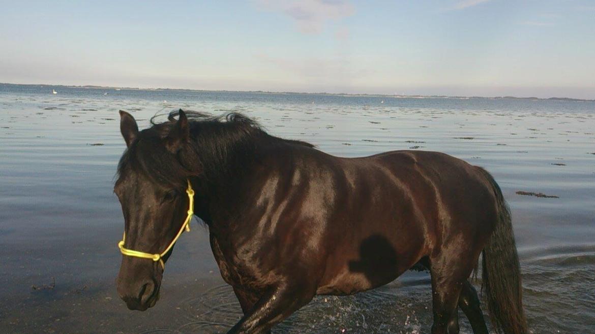 Anden særlig race Afrodite - min smukke skønne hest juni 2014, 2,5 år. billede 2