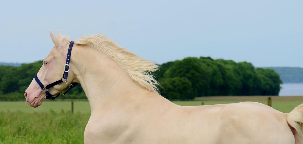 Palomino Stensgaardens cavanoux (EU Hingst) billede 18