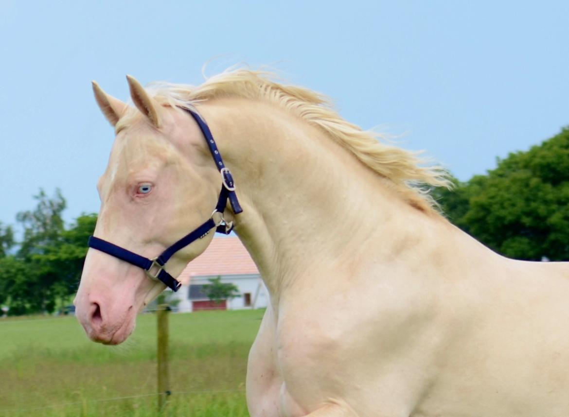 Palomino Stensgaardens cavanoux (EU Hingst) billede 35