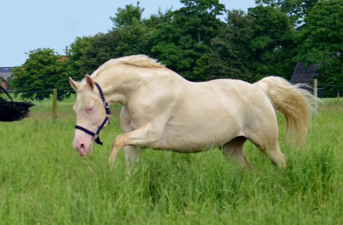 Palomino Stensgaardens cavanoux (EU Hingst) billede 32