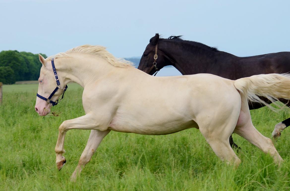 Palomino Stensgaardens cavanoux (EU Hingst) billede 43