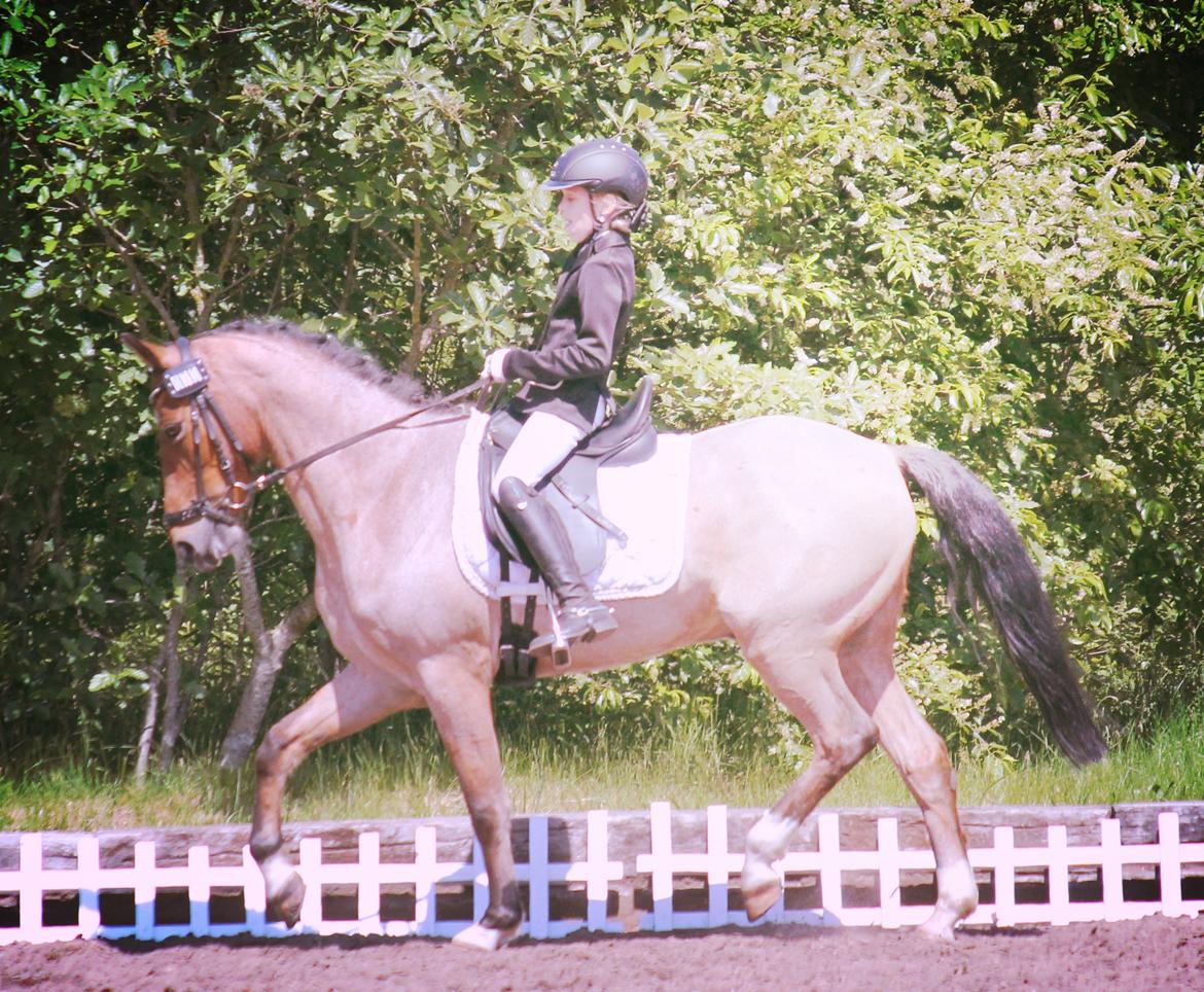 Tysk Sportspony Søndermarkens Oscar - Til stævne i søndertoft <3 billede 8