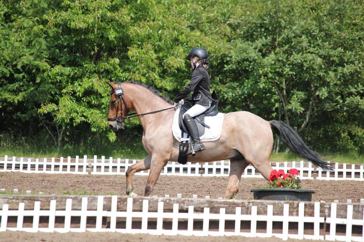 Tysk Sportspony Søndermarkens Oscar billede 9