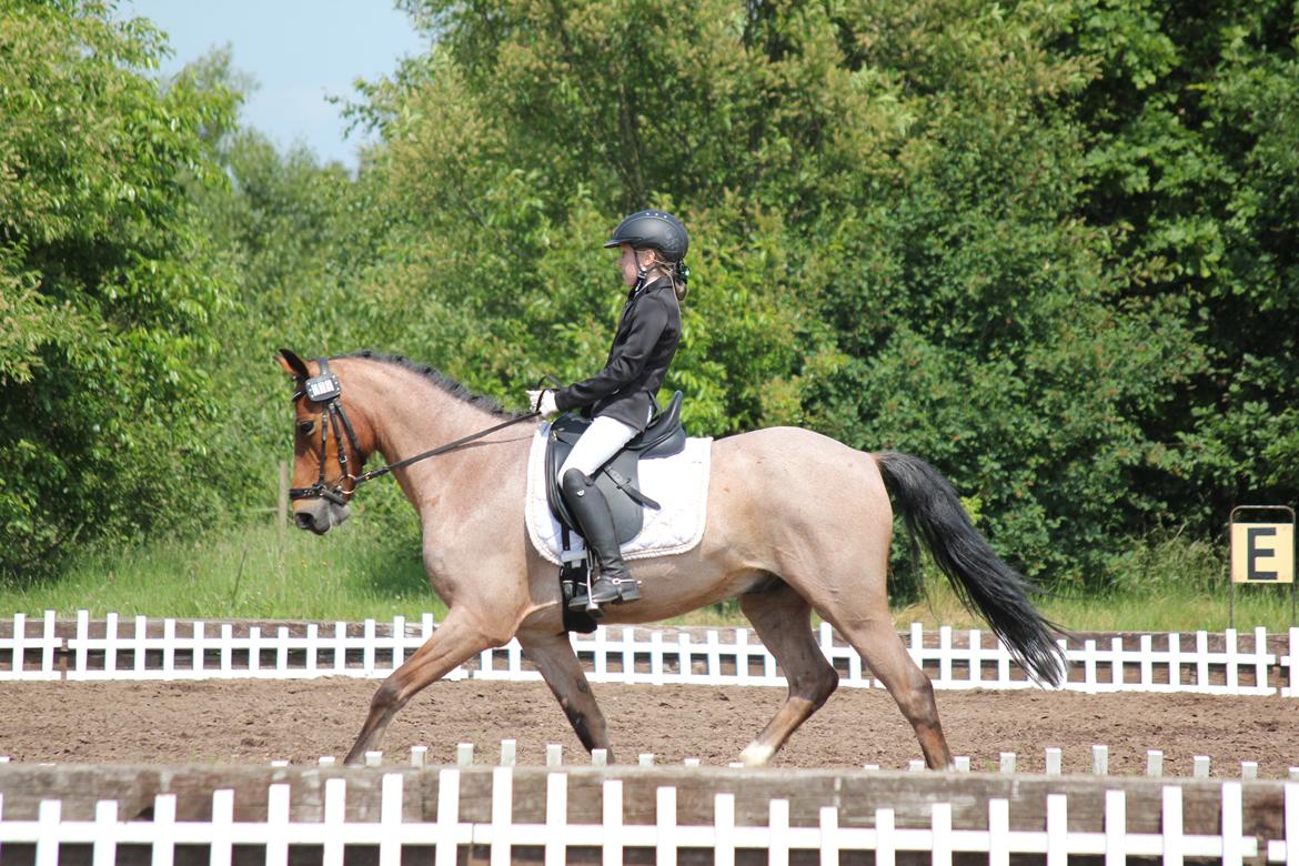 Tysk Sportspony Søndermarkens Oscar billede 10