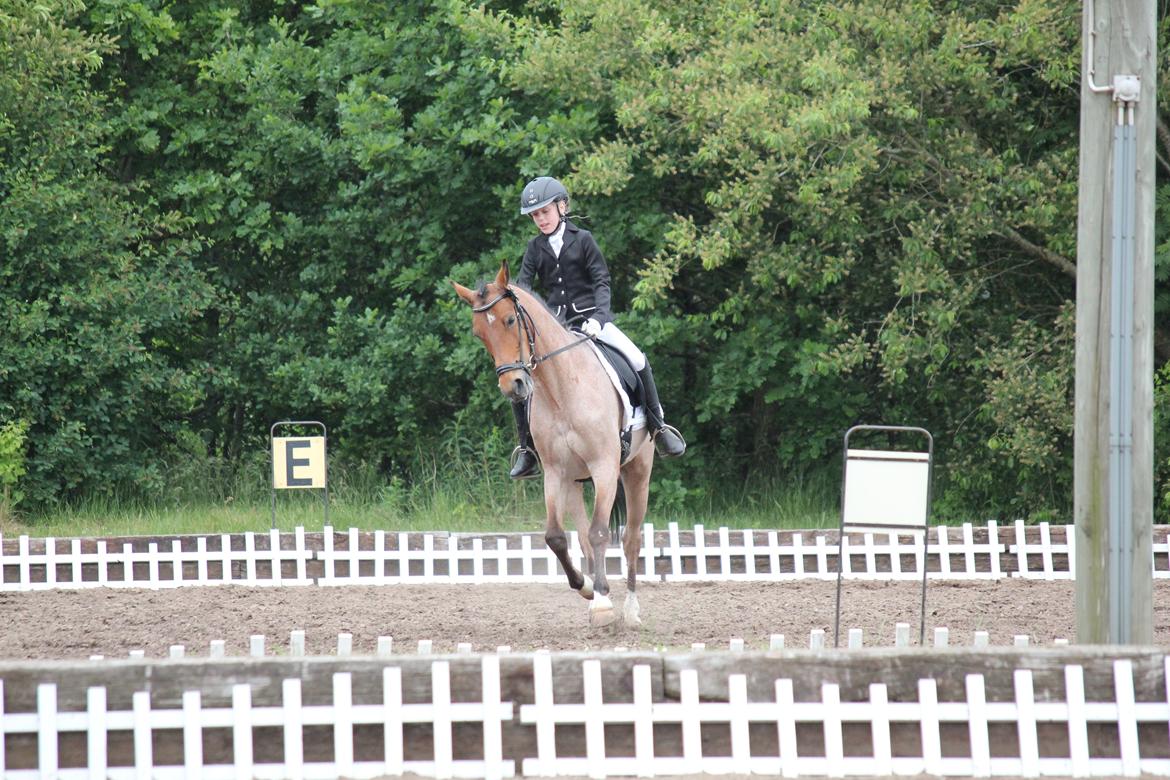 Tysk Sportspony Søndermarkens Oscar billede 11