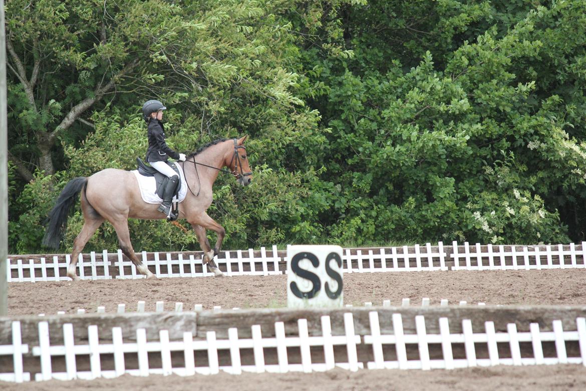 Tysk Sportspony Søndermarkens Oscar billede 12
