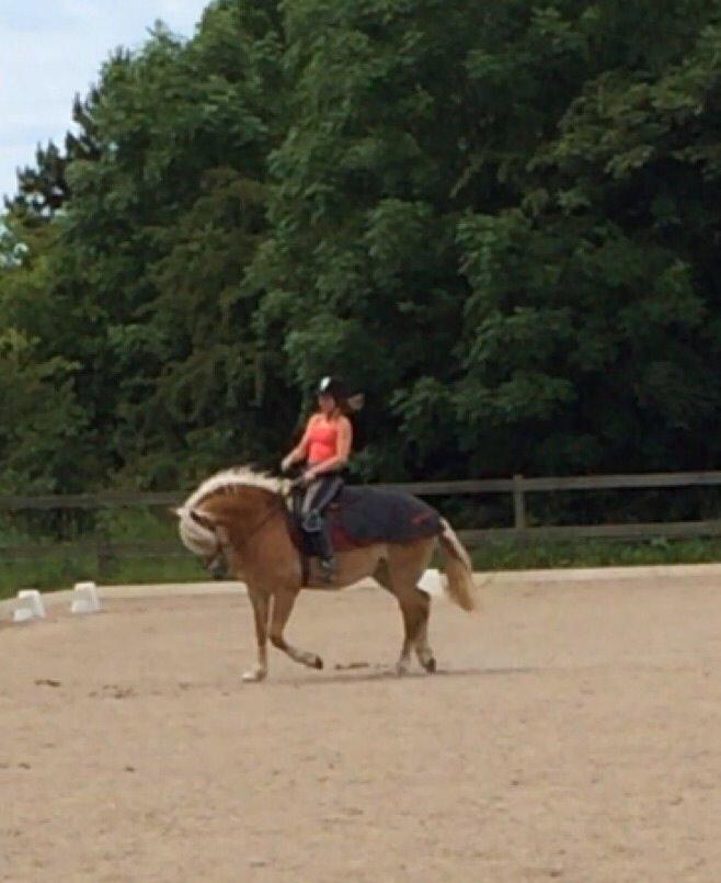 Haflinger Myra billede 4