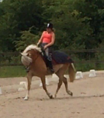 Haflinger Myra billede 5