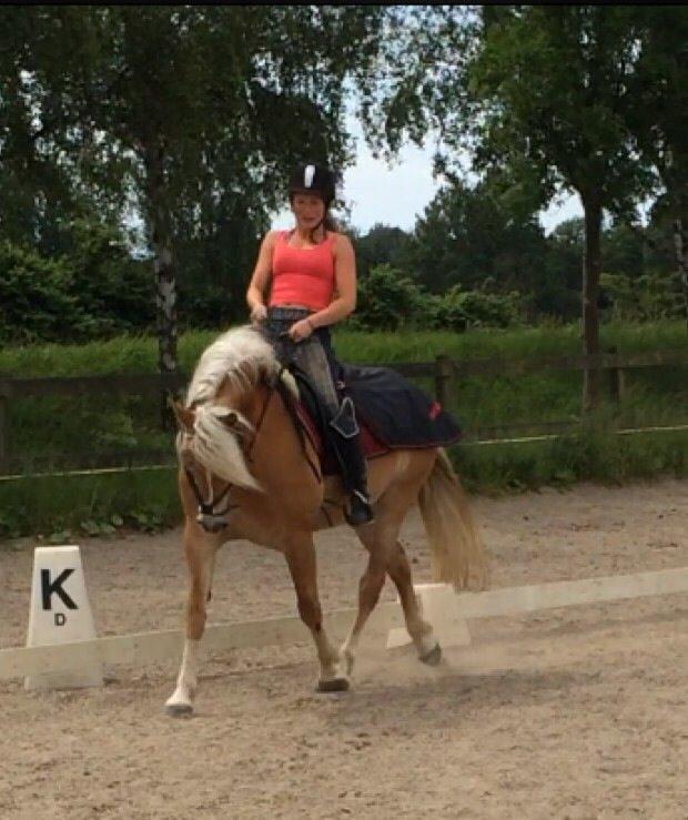 Haflinger Myra billede 6