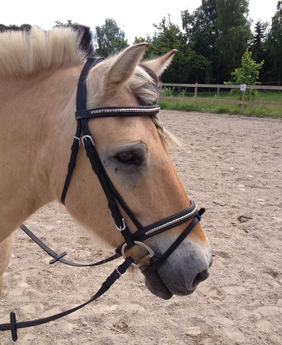 Fjordhest Thor - Søde Thor med flettet pandelok, aw. billede 12