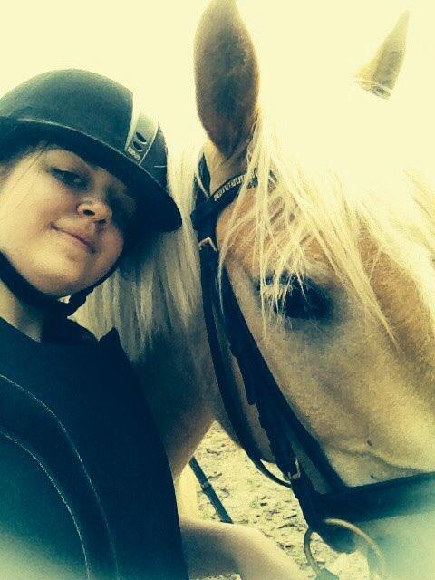 Haflinger Storm fra ugilt billede 5