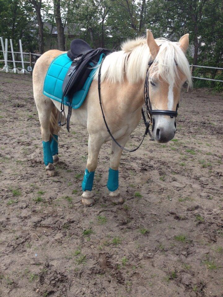 Haflinger Storm fra ugilt billede 6