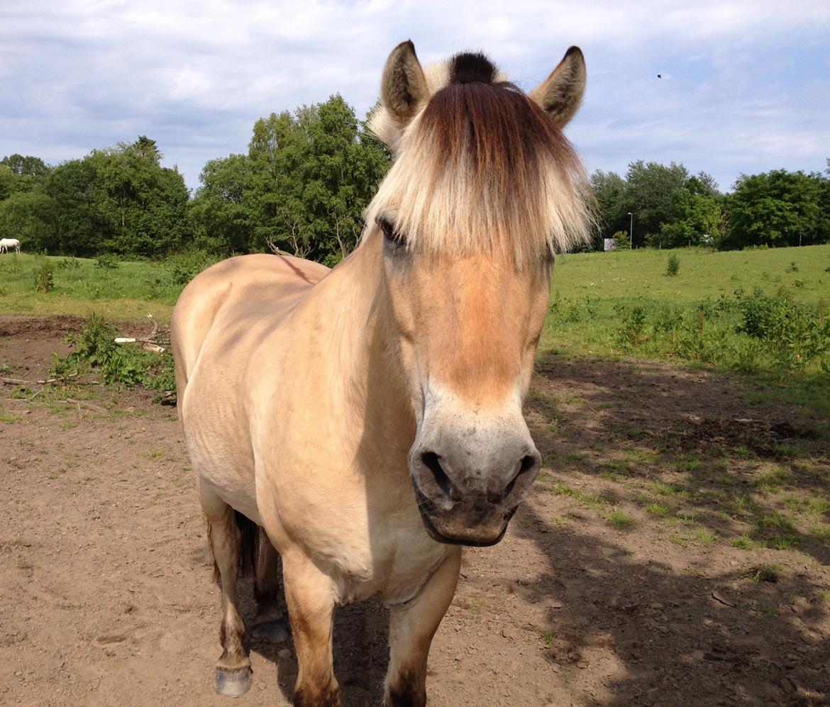 Fjordhest Thor - Thor på fold efter en tur på banen Han ser så sød ud. billede 14