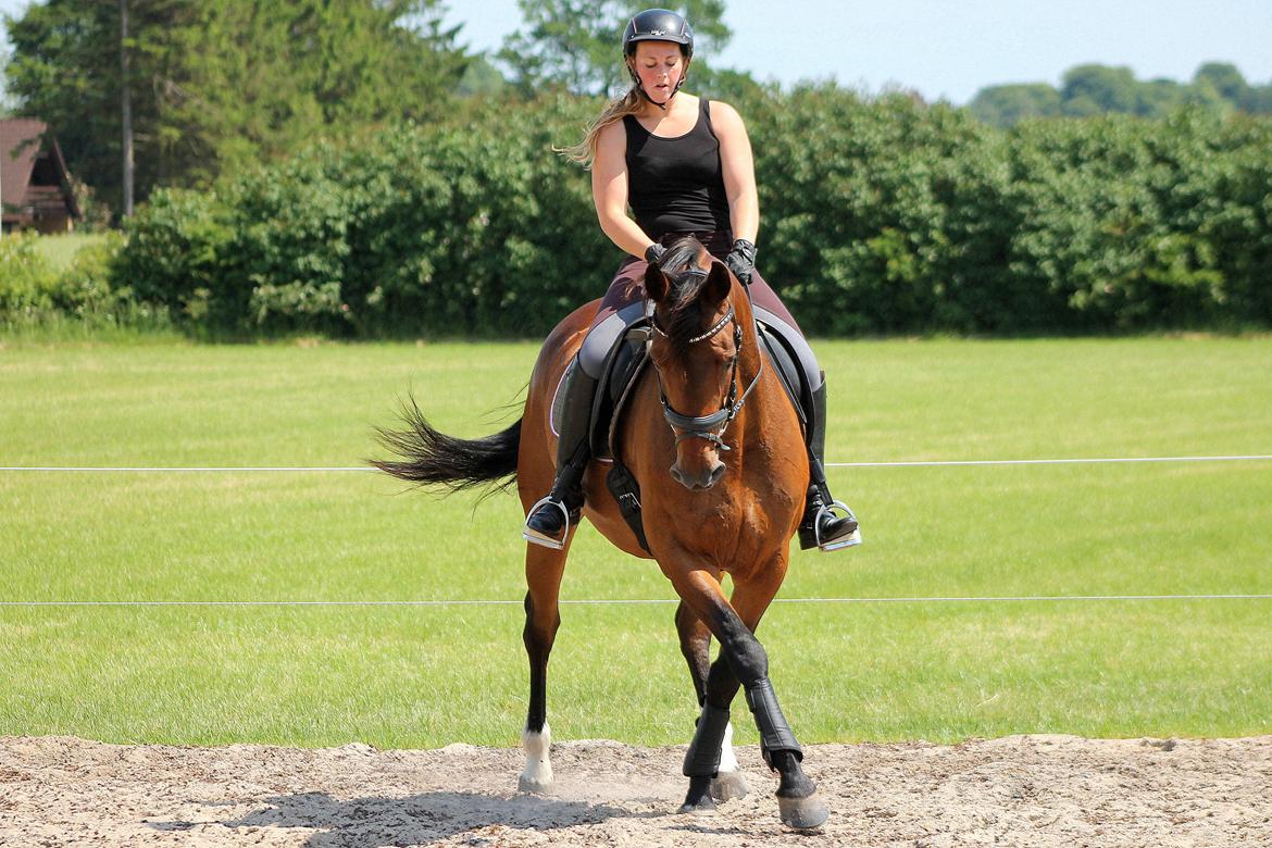 Dansk Varmblod Brogårdens Mirace - Nyt Juni-14 billede 8