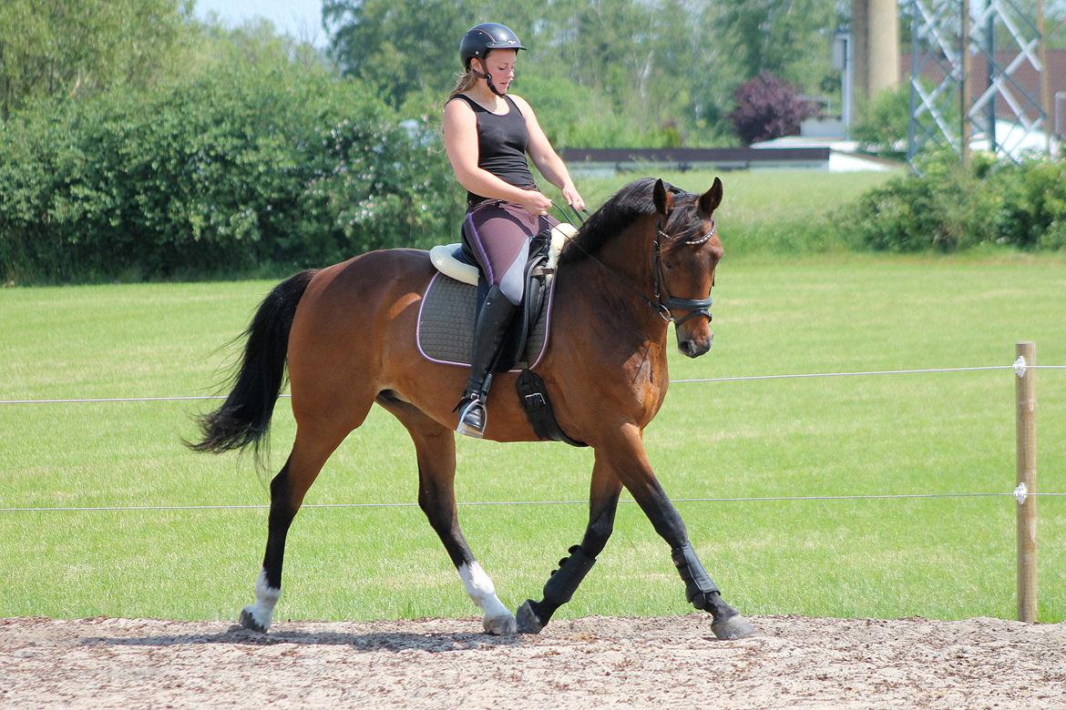 Dansk Varmblod Brogårdens Mirace - Nyt Juni-14 billede 14