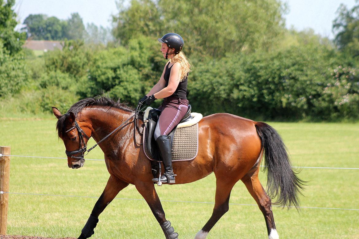 Dansk Varmblod Brogårdens Mirace - Nyt Juni-14 billede 20