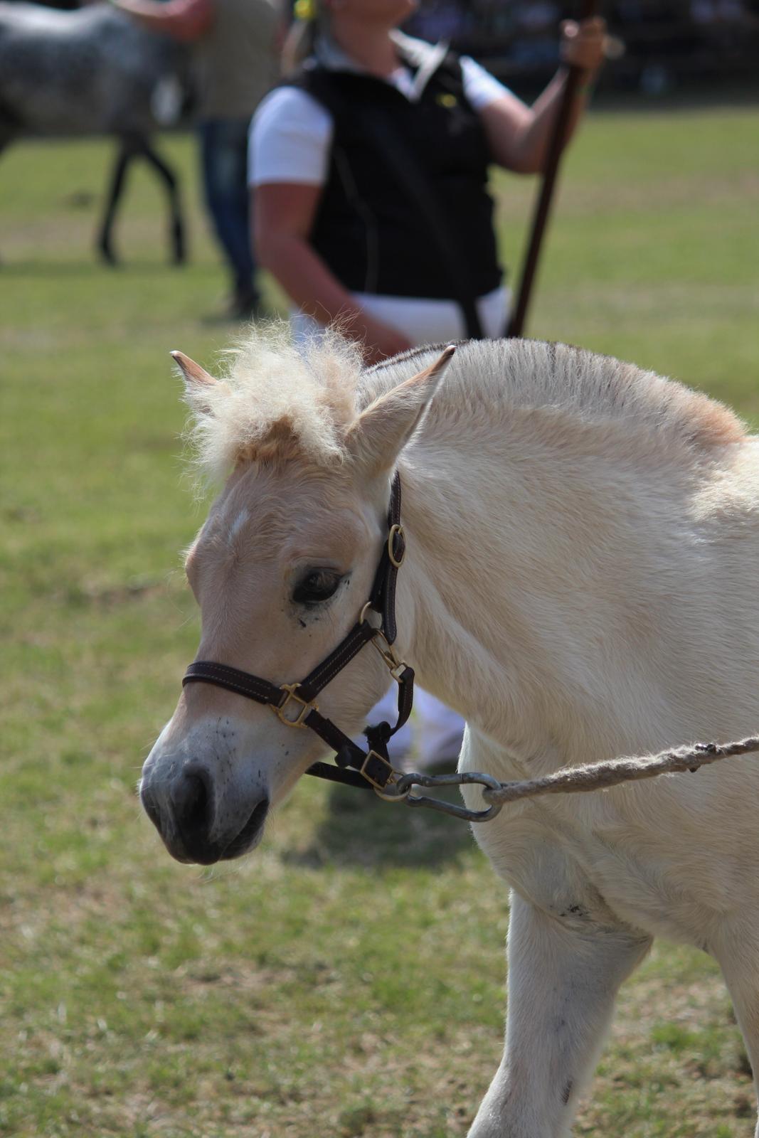 Fjordhest Højgaards Vanilla *Baby* Solgt - Roskilde Dyrskue 2014 billede 29