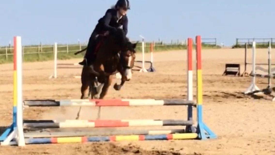 Hollandsk Sportspony Pablo billede 16