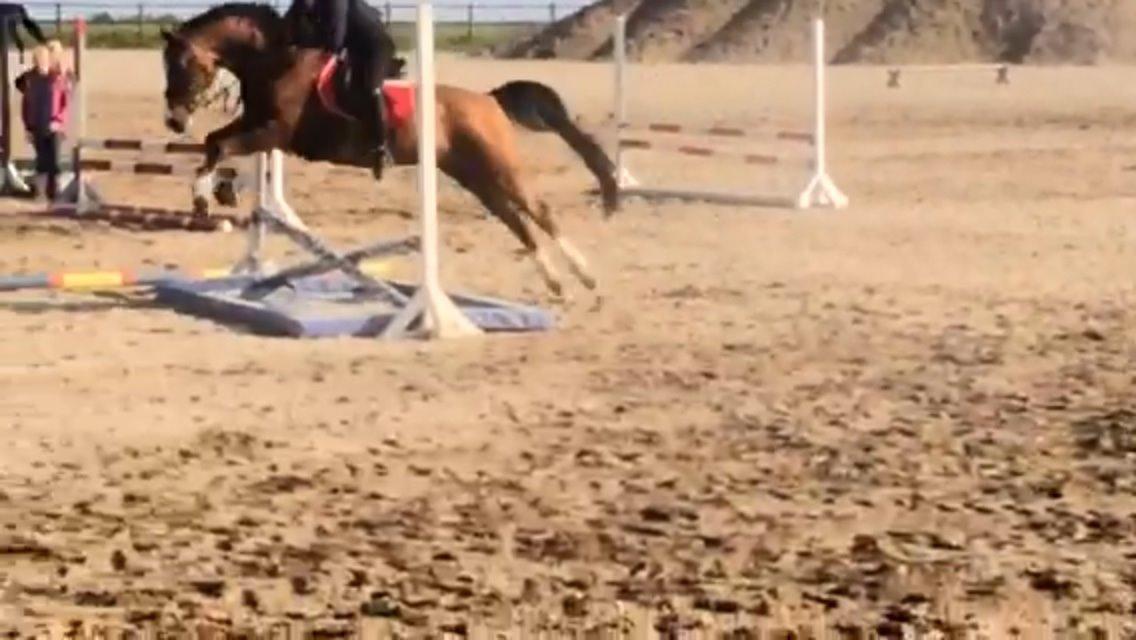 Hollandsk Sportspony Pablo billede 18