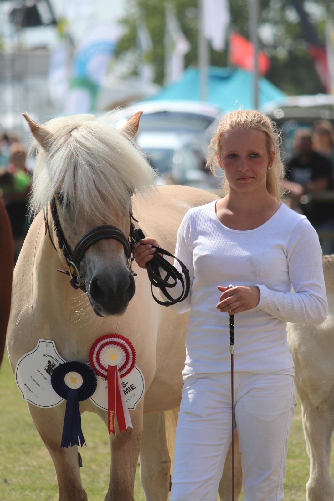 Fjordhest Abricos aka Supercosen/Cossi - Roskilde Dyrskue 2014 billede 37