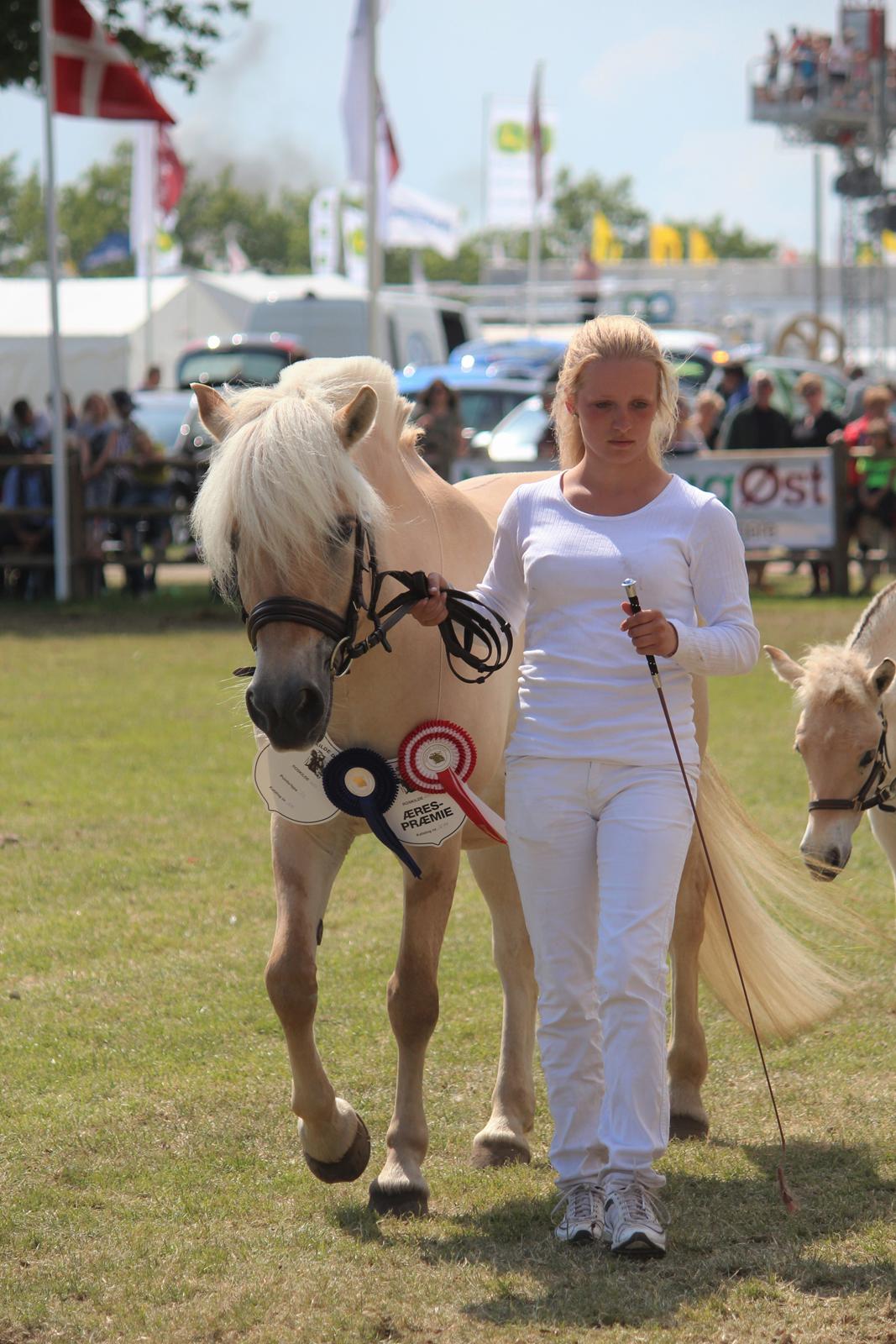 Fjordhest Abricos aka Supercosen/Cossi - Roskilde Dyrskue 2014 billede 38