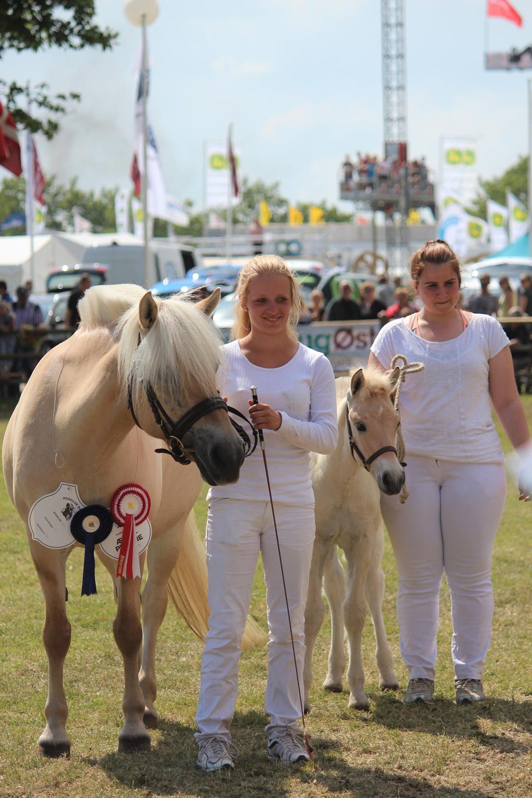 Fjordhest Abricos aka Supercosen/Cossi - Roskilde Dyrskue 2014 billede 39