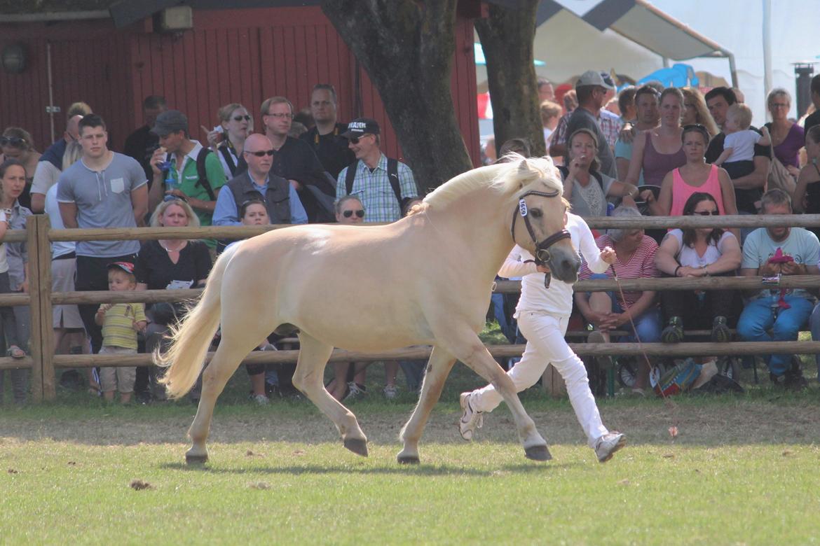 Fjordhest Abricos aka Supercosen/Cossi - Roskilde Dyrskue 2014 billede 40