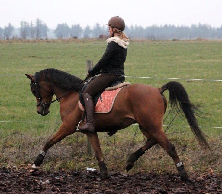 Arabisk fuldblod (OX) Al Tijani E'jaaz - SOLGT! billede 20