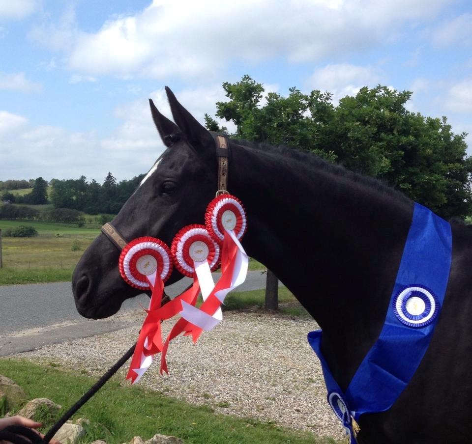 Trakehner Elvira Madigan - Velkommen til Elviras profil! Skriv gerne en kommentar og bedømmelse. :-) - Min stjerne hest!<3 3 ud af 4 rosetter på en weekend og samlet 2. plads i cuppen :-D <3 billede 1