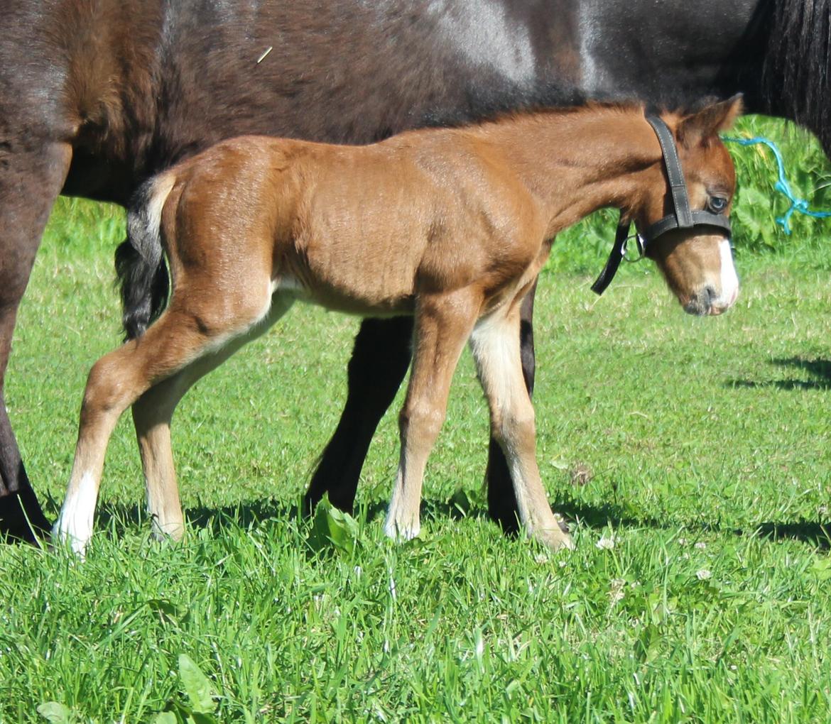 Belgisk Miniature SLT Commanders painted perfection aka Søren billede 16
