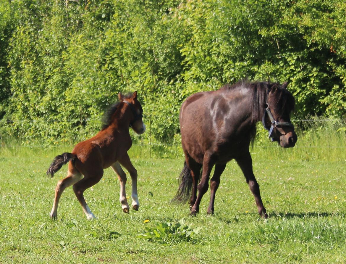 Belgisk Miniature SLT Commanders painted perfection aka Søren billede 14