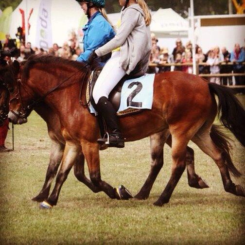 Gotlandsruss | Tarpans Kick billede 18