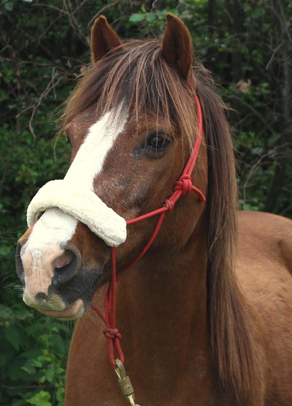 Anden særlig race Ponyen Pixie billede 7