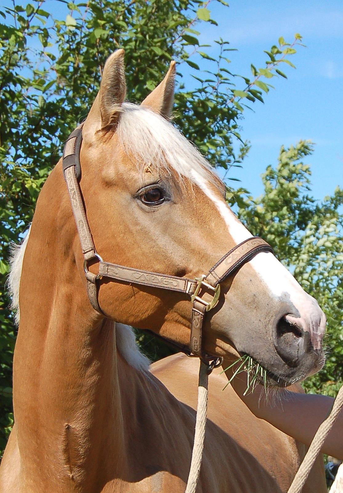 Palomino Made special - Special under tilridning/indspringning 2013 billede 18