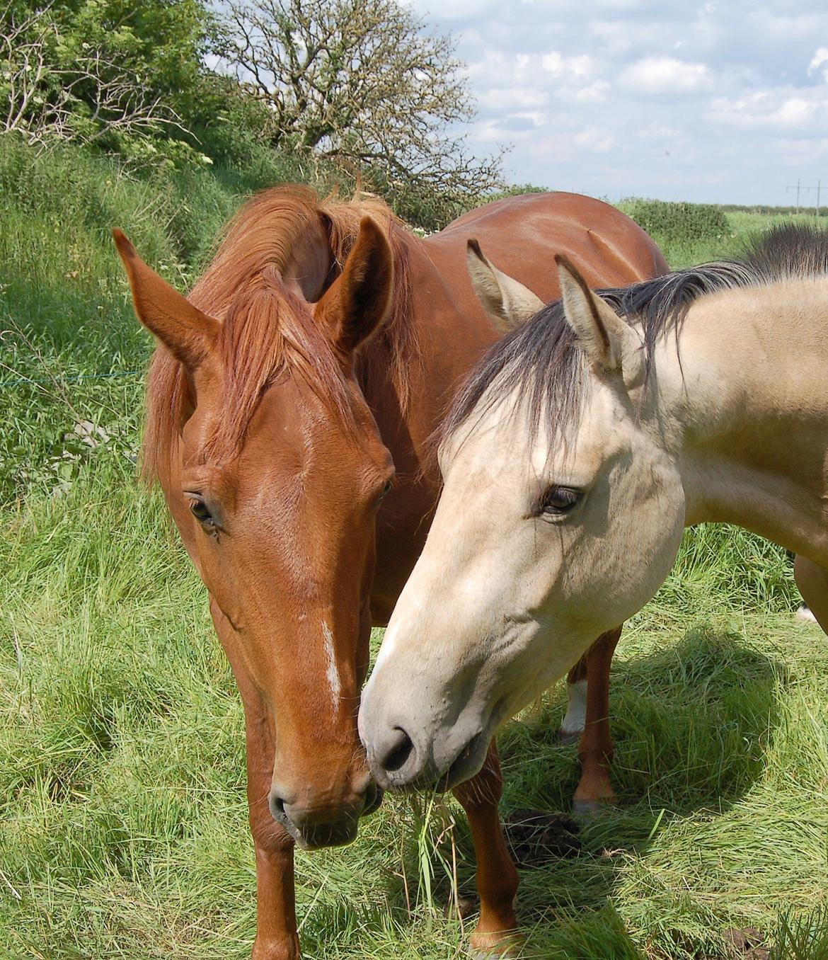 Palomino Mastermind billede 7