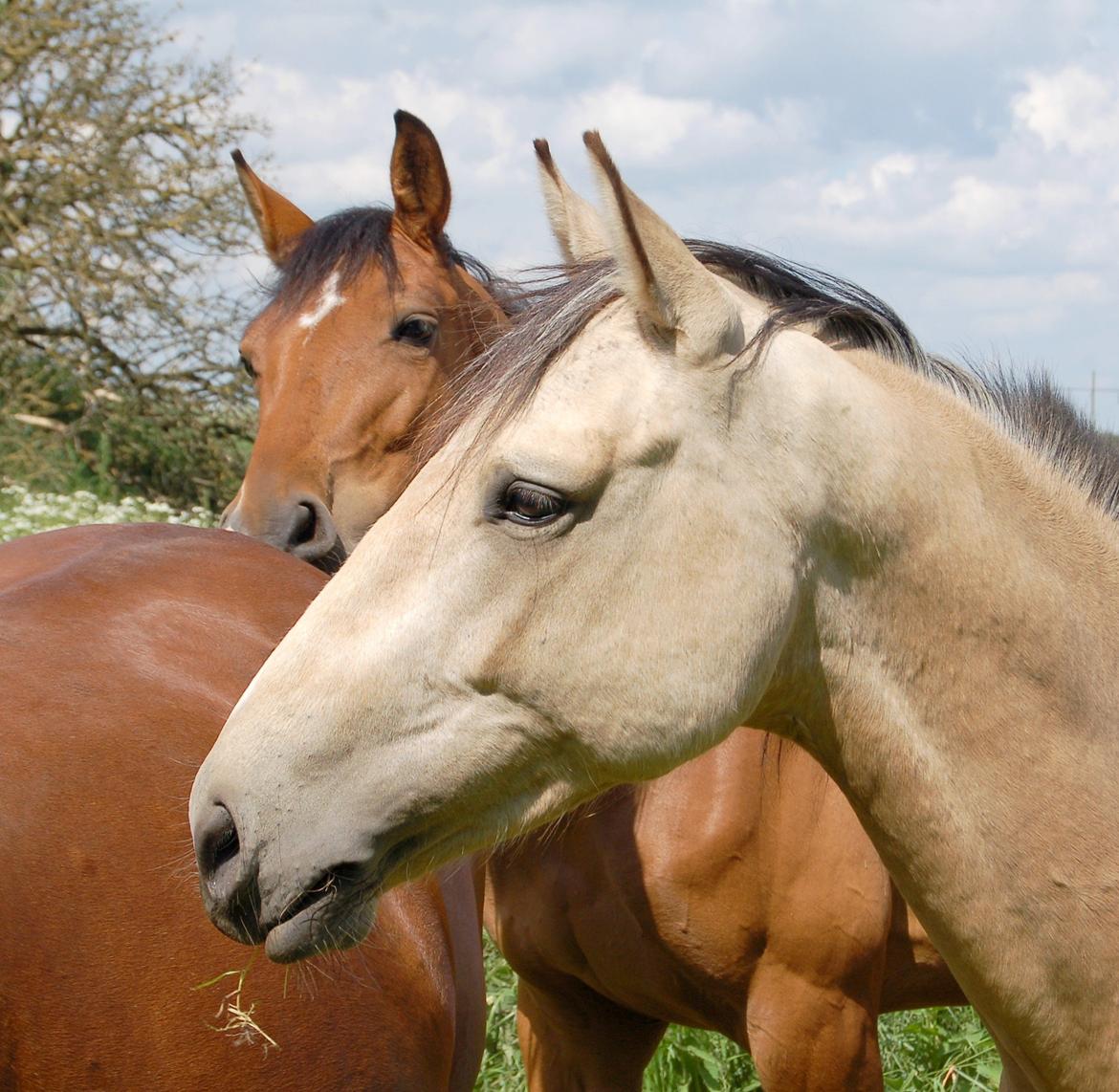 Palomino Mastermind billede 1