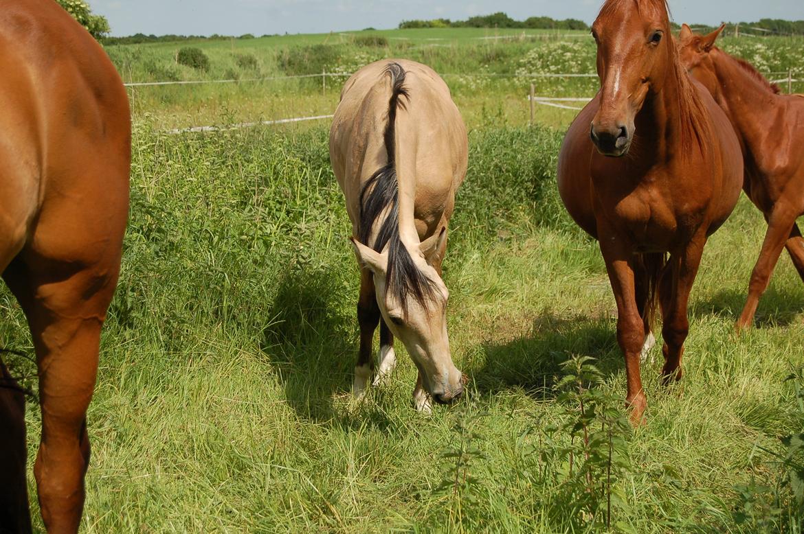 Palomino Mastermind billede 5