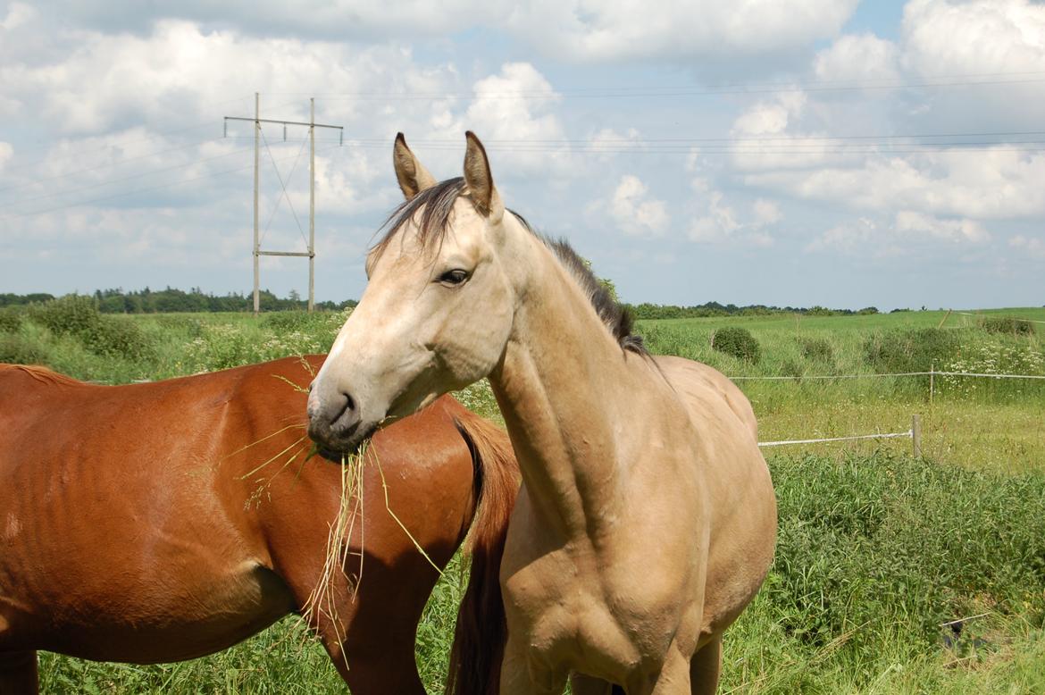 Palomino Mastermind billede 3