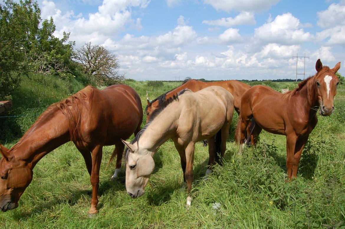 Palomino Mastermind billede 2