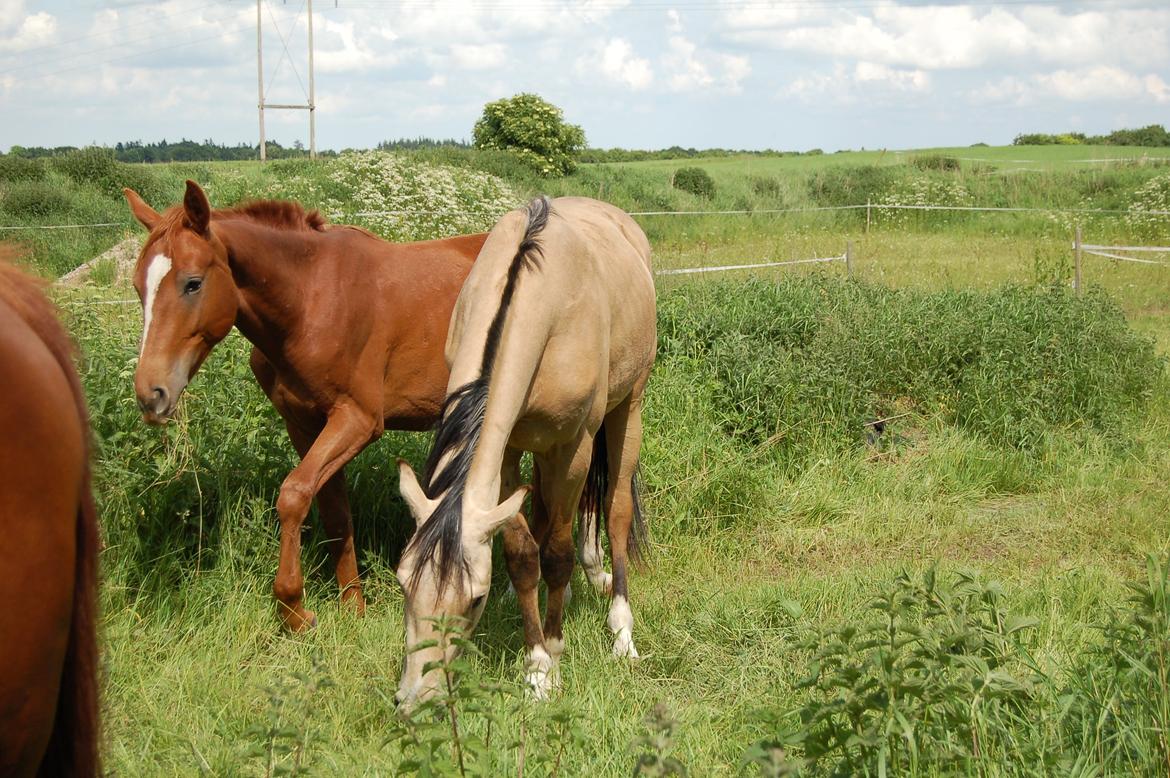 Palomino Mastermind billede 6
