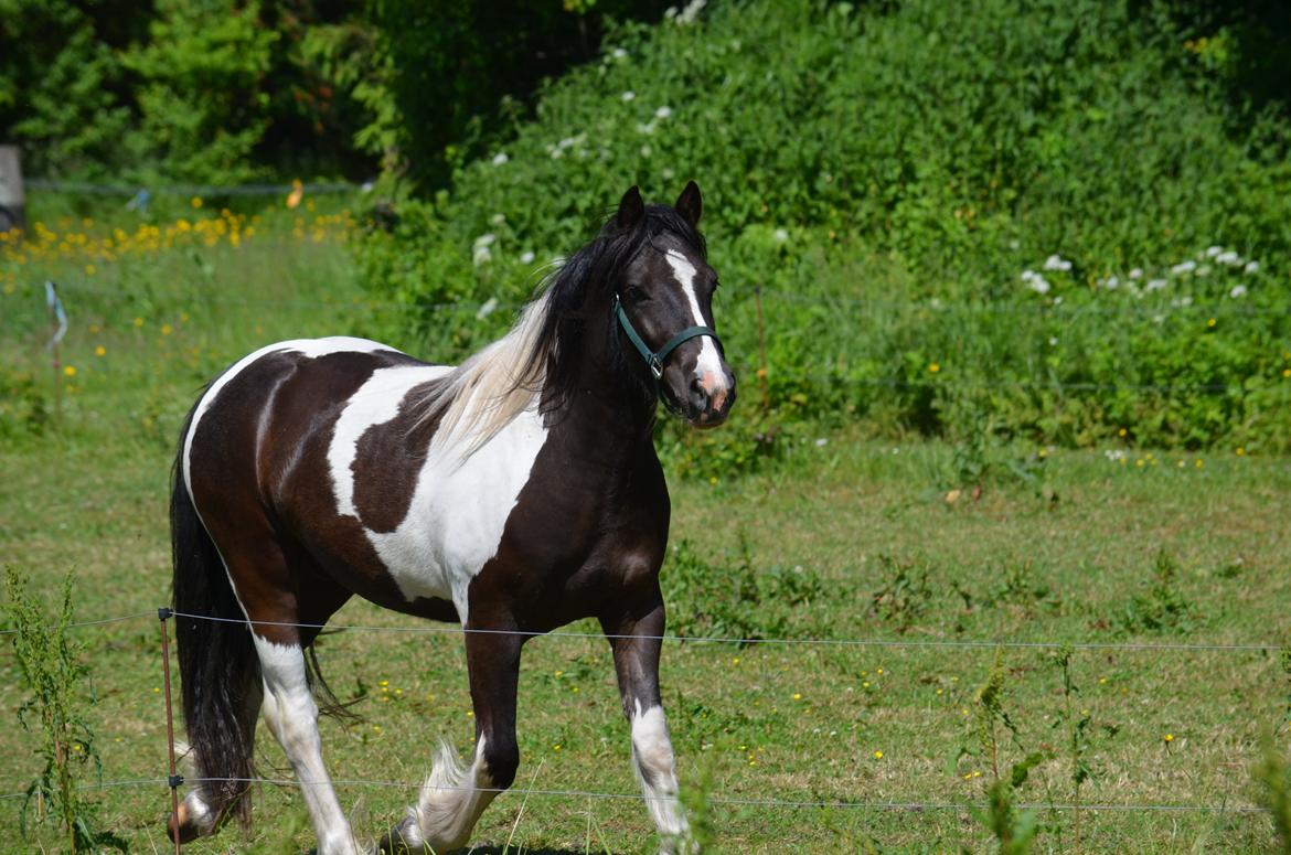 Irish Cob Crossbreed Blue Cheval Inesto (Tidl ) Pony billede 4