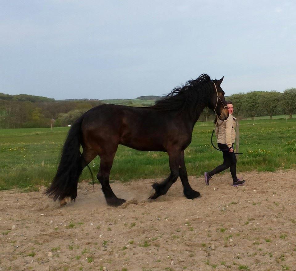 Anden særlig race Sir John John - Taget d. 30.5.2014 billede 8