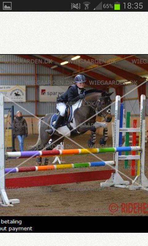 Pinto Spirit - MB i hornum<3<3<3 billede 3