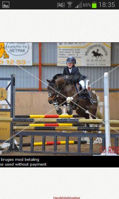 Pinto Spirit - MB i hornum<3<3 fantastiske pony<3 billede 2